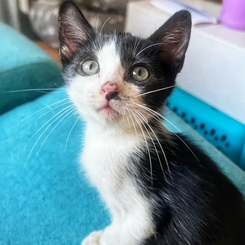 A baby small-sized female Domestic Short Hair cat named Pie for adoption in Middle Village, NY