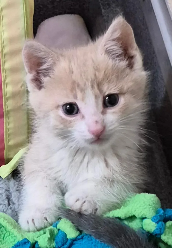 A baby medium-sized male Buff / Tan / Fawn Domestic Short Hair cat named Jackson for adoption in Tomah, WI