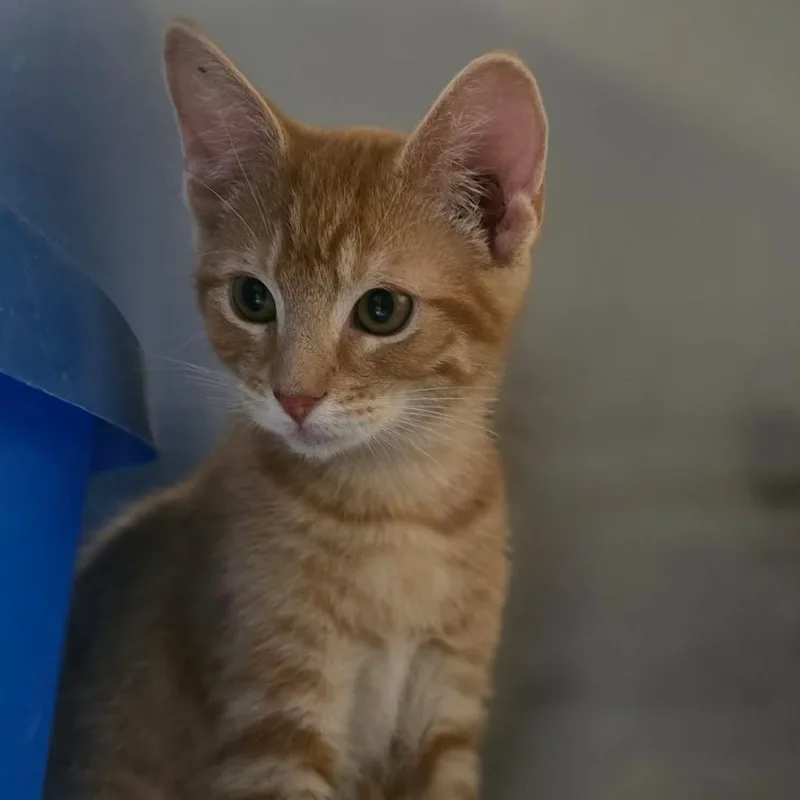 Copper
