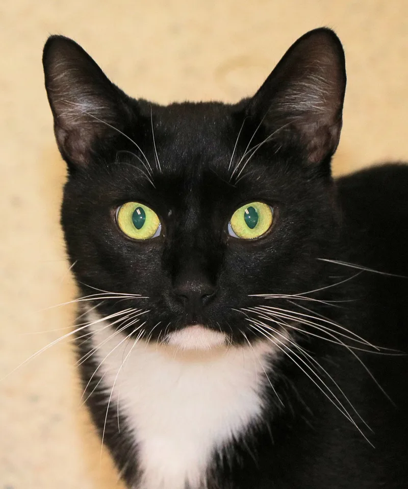 An adult medium-sized male Domestic Short Hair cat named Chopper for adoption in Cincinnati, OH