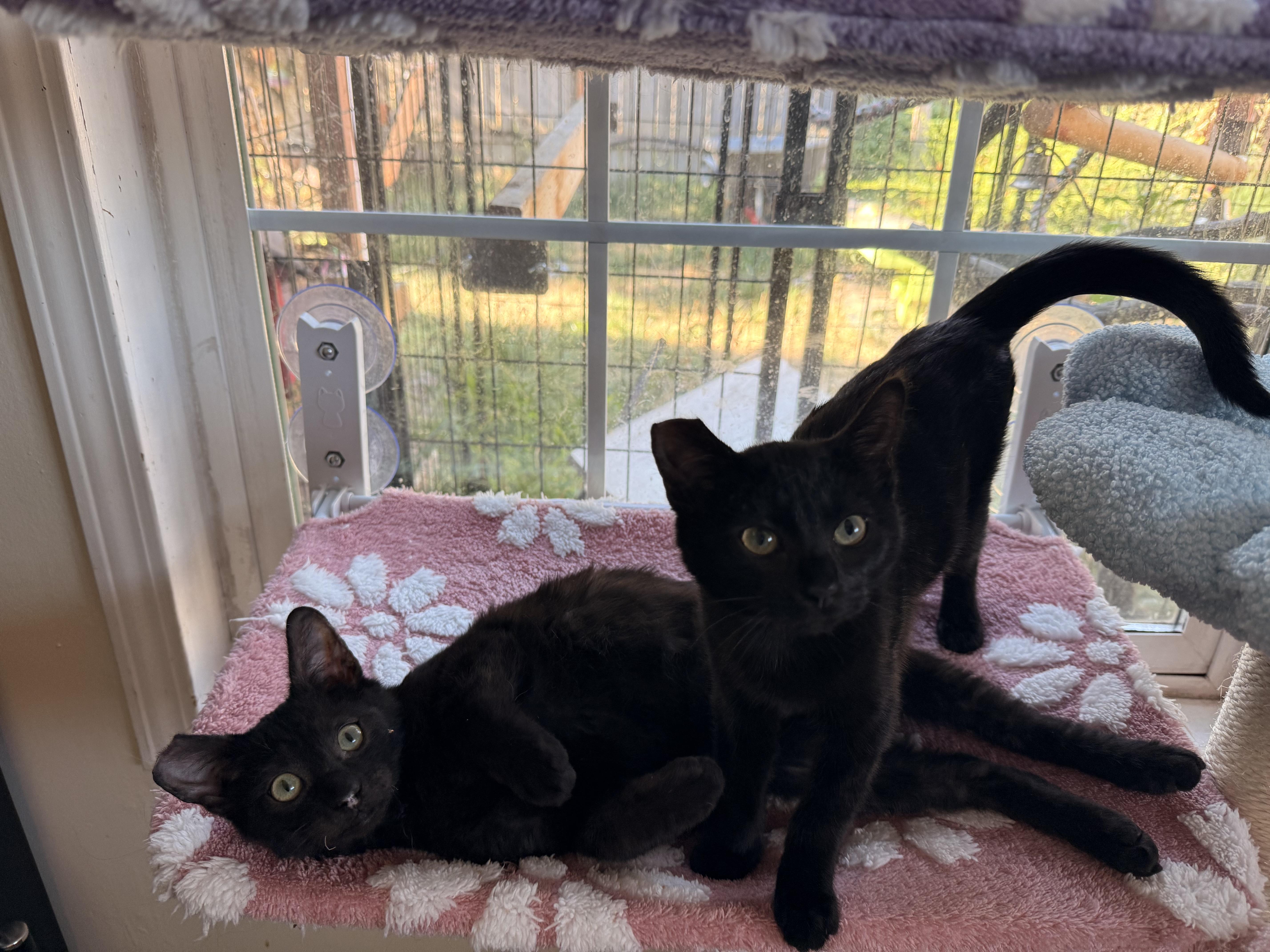 A young medium-sized female Black Domestic Short Hair cat named Soot and Sprite for adoption in The Dalles, OR