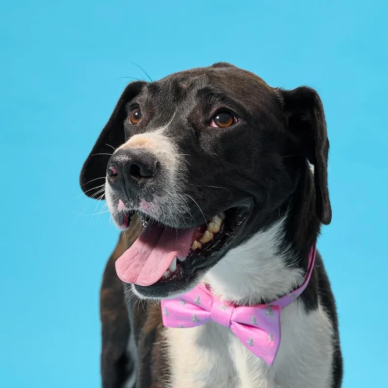 A young medium-sized male Black Mixed Breed dog named Sledge for adoption in Cincinnati, OH