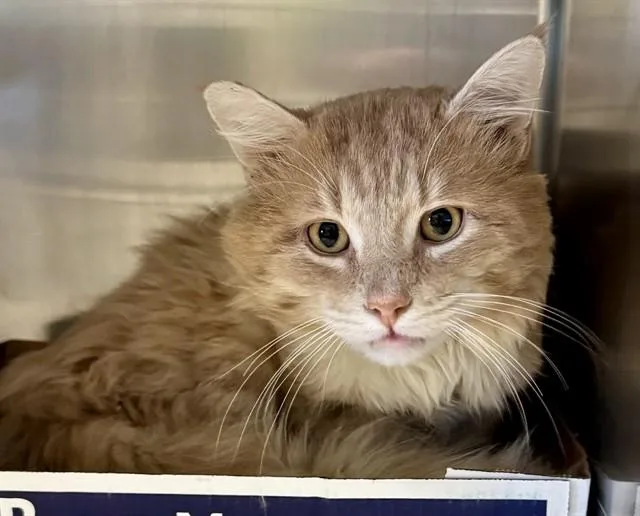 A young large-sized male Domestic Medium Hair cat named Lorax for adoption in Olathe, KS