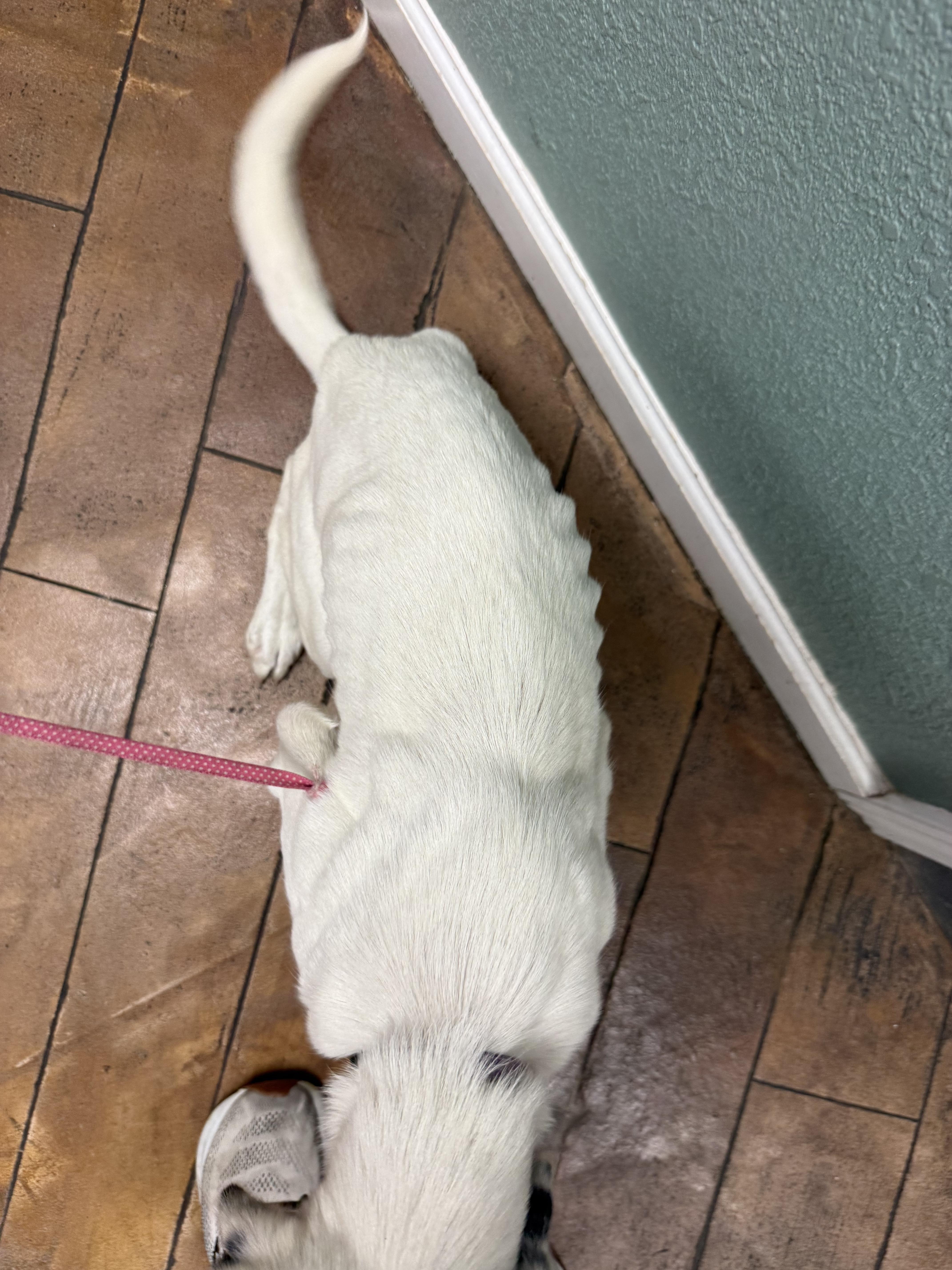A baby medium-sized female Dalmatian dog named Ember for adoption in Conway, SC