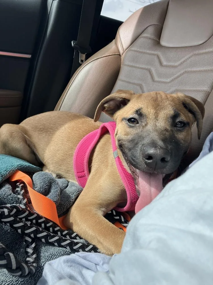 Missy Meadow thumbnail 3