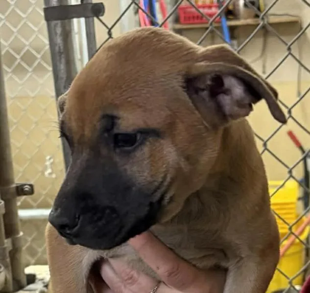 Missy Meadow thumbnail 4