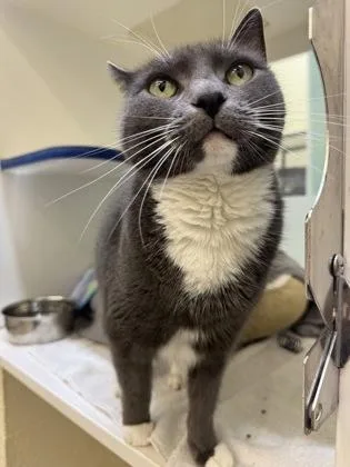 A senior medium-sized female Domestic Short Hair cat named Glory for adoption in Vero Beach, FL