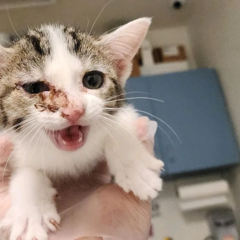 A baby small-sized male White Domestic Medium Hair cat named SubZero for adoption in Charleston, WV