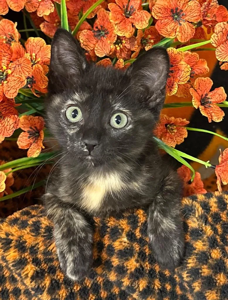 A baby small-sized female Domestic Short Hair cat named Jinxy for adoption in Stillwater, OK