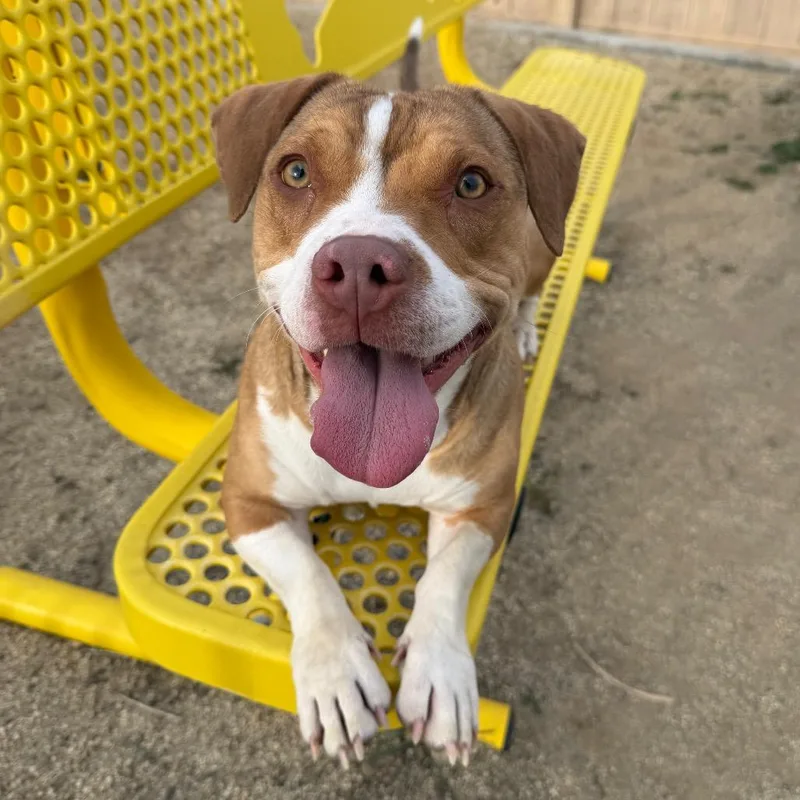 A young medium-sized female Yellow / Tan / Blond / Fawn Pit Bull Terrier dog named Sally for adoption in Reno, NV