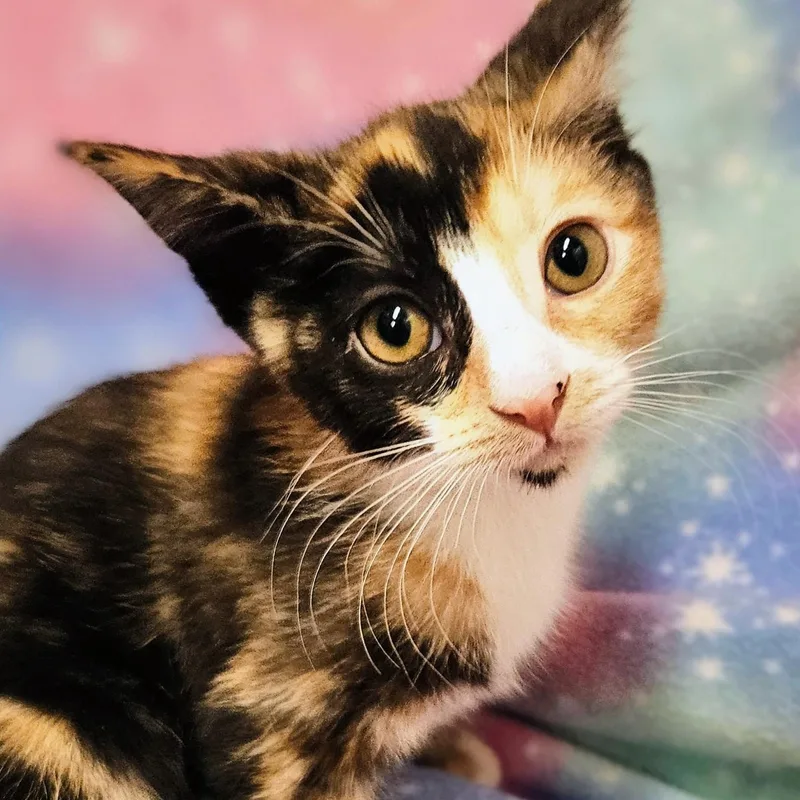 A baby medium-sized female Calico cat named Callie Rancho Cucamonga for adoption in Yorba Linda, CA