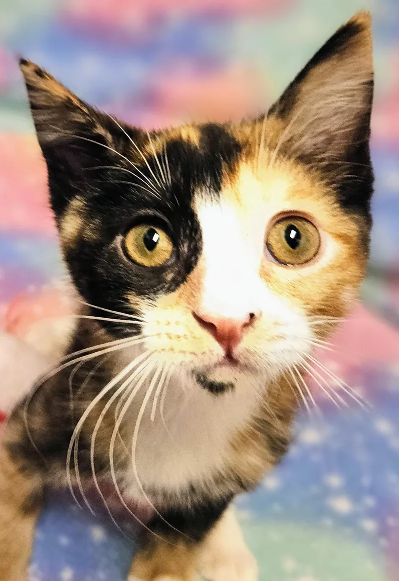 Callie  Rancho Cucamonga thumbnail 2