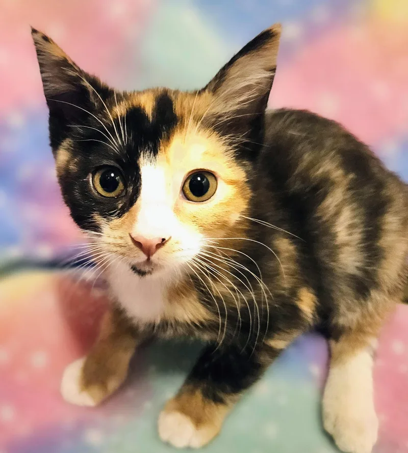 Callie  Rancho Cucamonga thumbnail 3