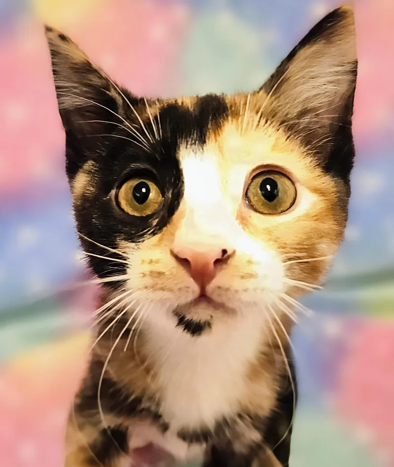 Callie  Rancho Cucamonga thumbnail 4