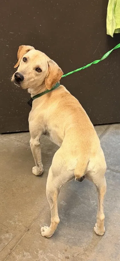 An adult medium-sized male Pointer dog named Joey for adoption in Bowling Green, KY