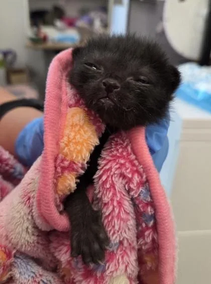 A baby small-sized female Domestic Short Hair cat named Cha Cha for adoption in Fresno, CA