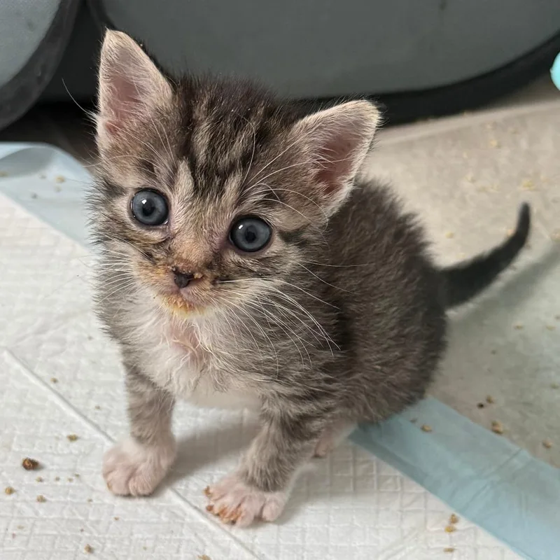 A baby medium-sized male Gray & White Domestic Short Hair cat named Horton for adoption in Parkland, FL