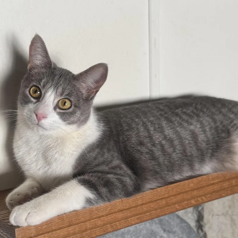 An adult small-sized male Gray / Blue / Silver Domestic Short Hair cat named Grayson for adoption in Goshen, IN
