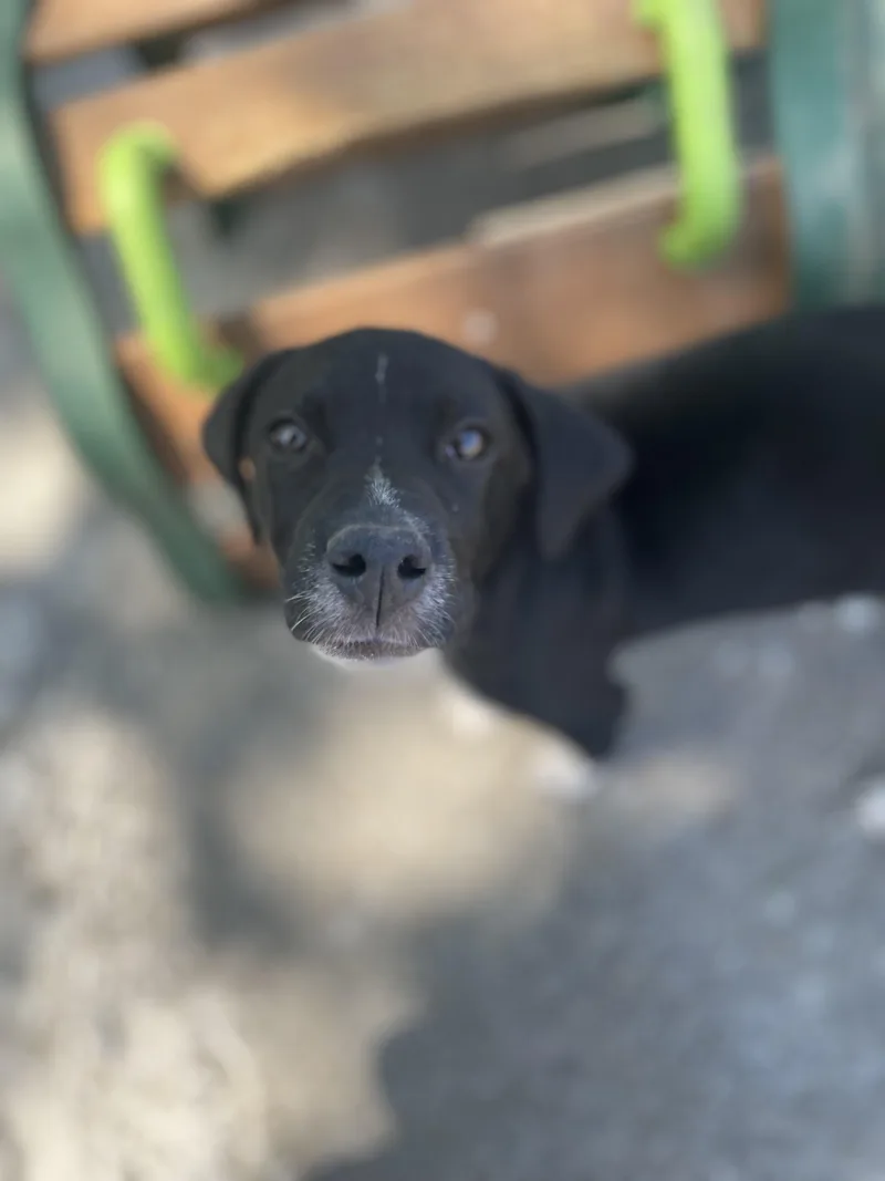 Suzy Songbird thumbnail 2