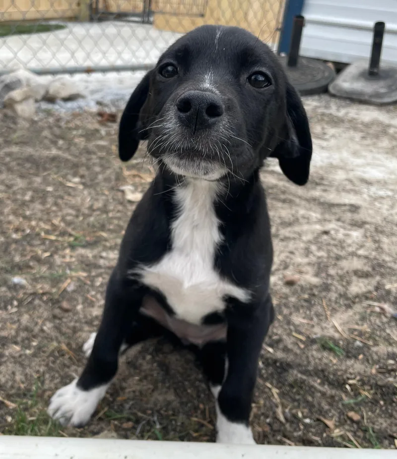 Suzy Songbird thumbnail 3