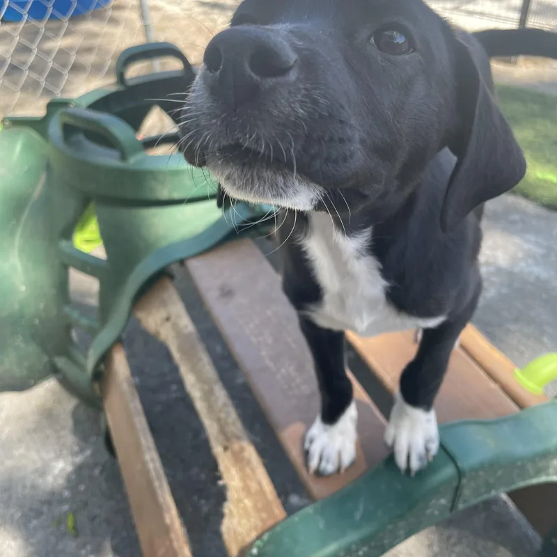 Suzy Songbird thumbnail 4