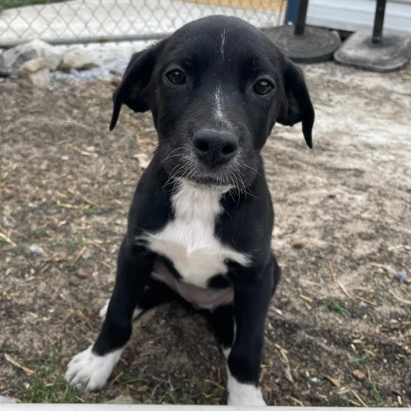 A baby medium-sized female Black Border Collie dog named Suzy Songbird for adoption in Andover, MA