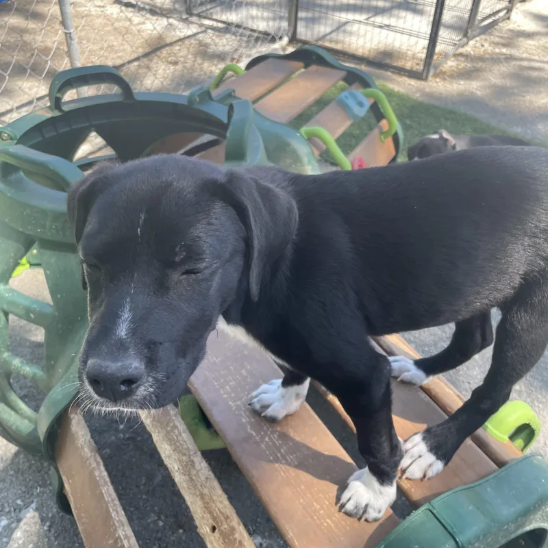 Suzy Songbird thumbnail 5