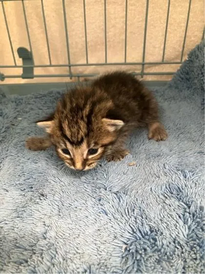 A baby small-sized male Domestic Short Hair cat named Breeze for adoption in Gainesville, FL