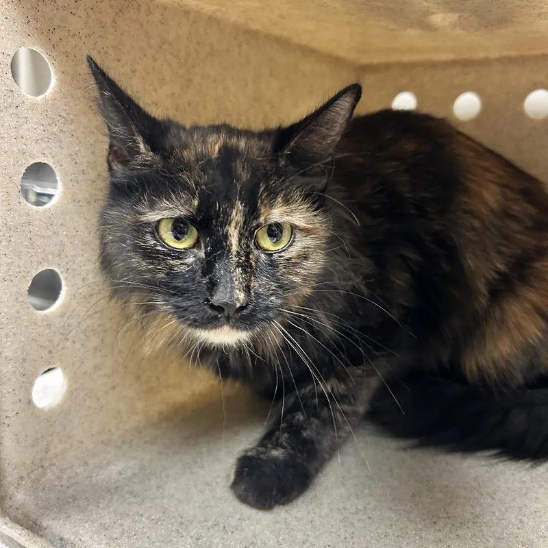 An adult medium-sized female Black Domestic Medium Hair cat named Eclair for adoption in Reno, NV