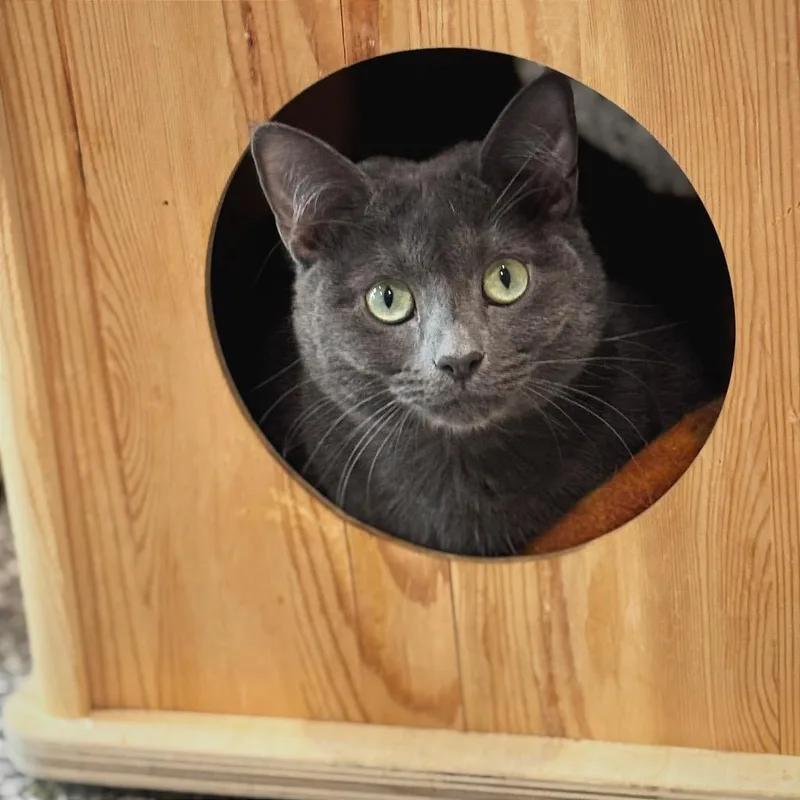 A young medium-sized female Domestic Short Hair cat named Aster for adoption in Cumming, GA