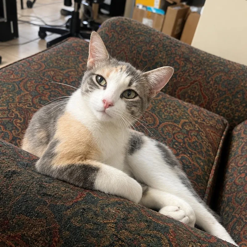 A young medium-sized female Dilute Calico Domestic Short Hair cat named Ella for adoption in Houston, TX