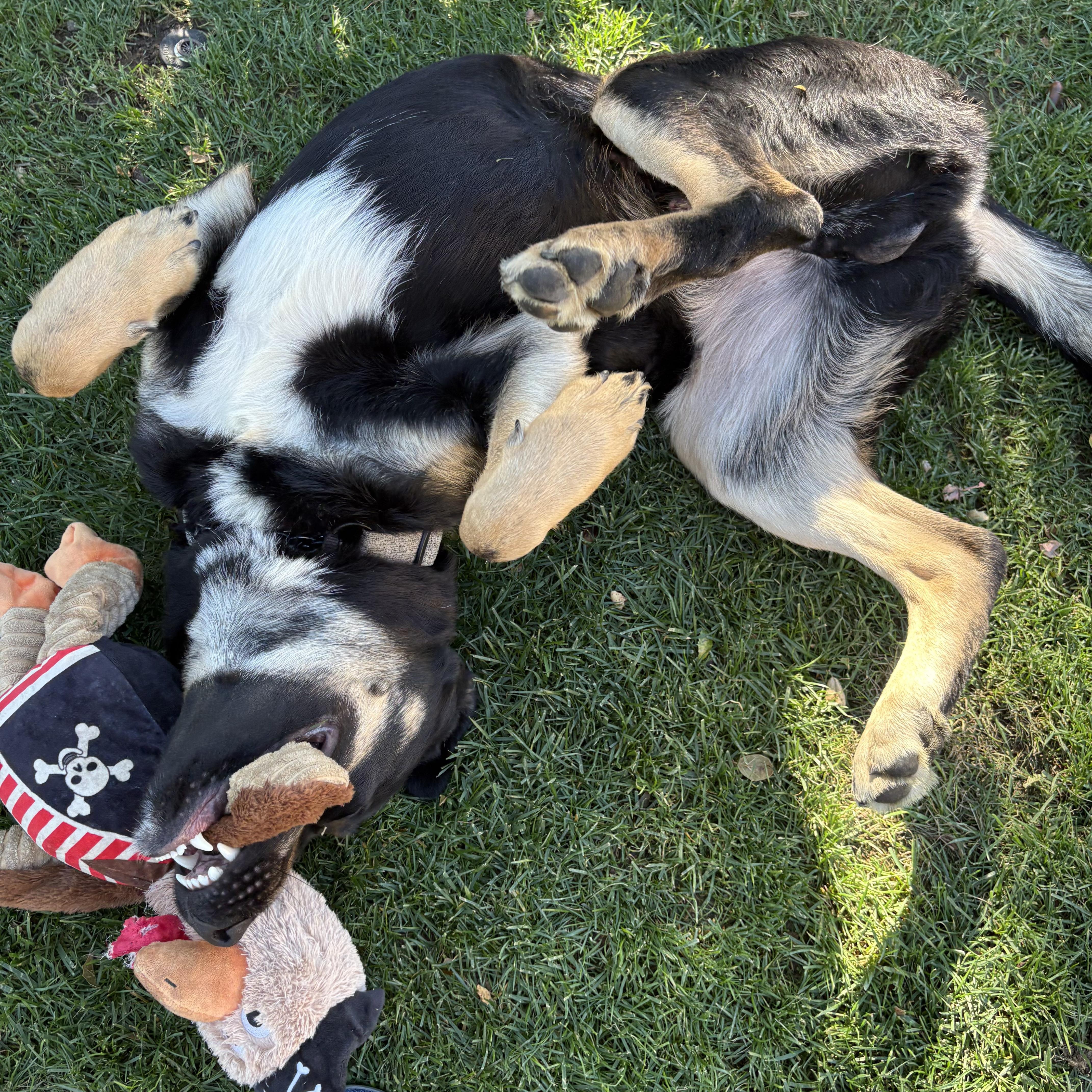 Roscoe  Playful Boy thumbnail 2