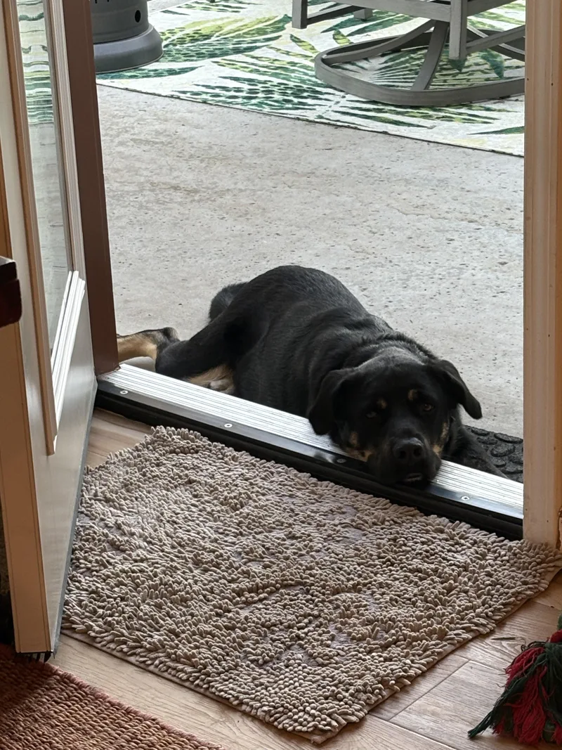 Roscoe  Playful Boy thumbnail 3