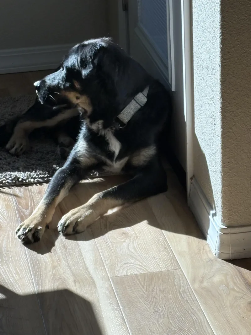 Roscoe  Playful Boy thumbnail 4