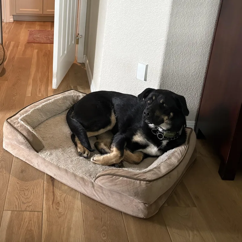 Roscoe  Playful Boy thumbnail 5