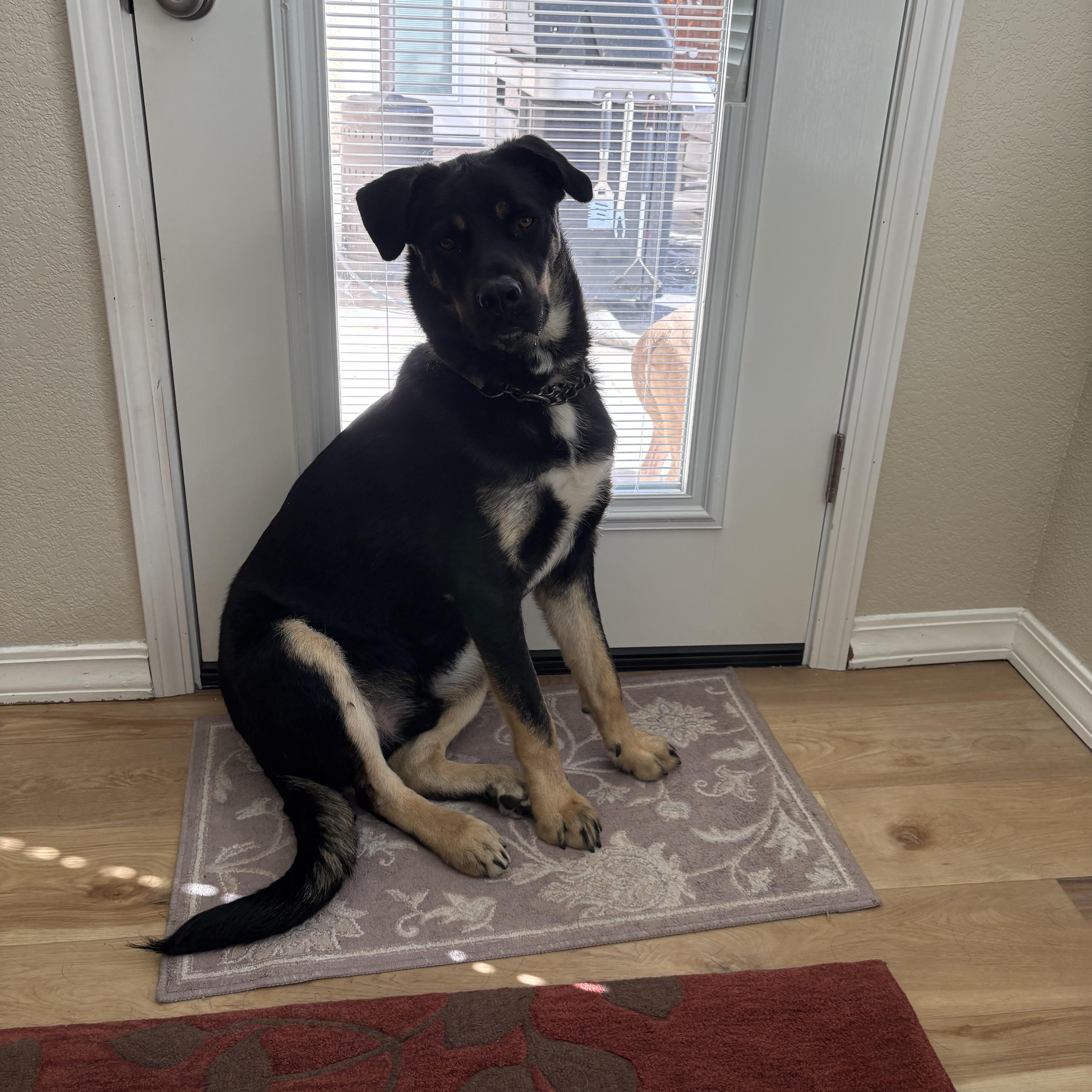 Roscoe  Playful Boy thumbnail 6