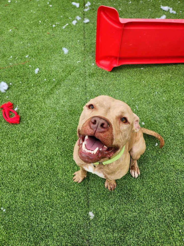 Conductor thumbnail 2