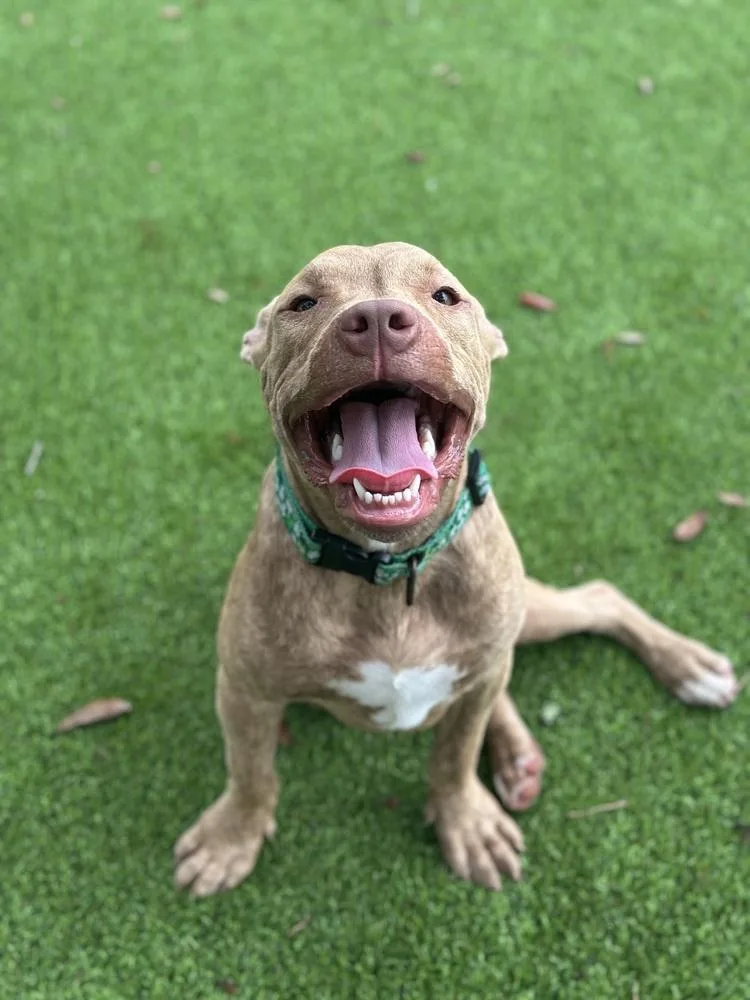 Conductor thumbnail 3