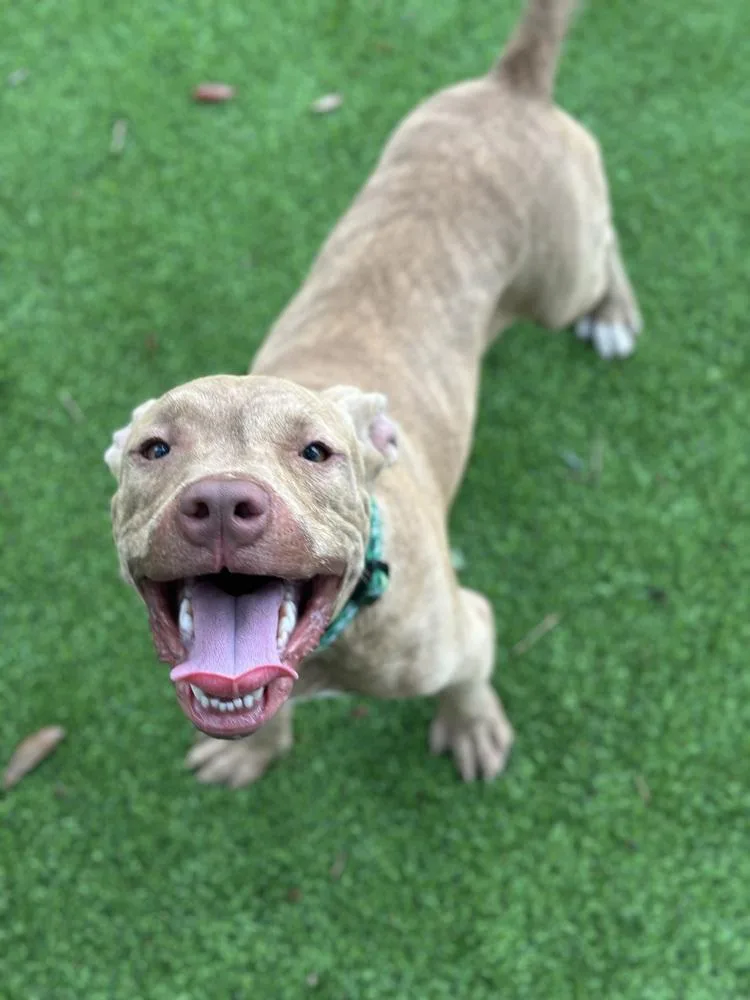 Conductor thumbnail 4