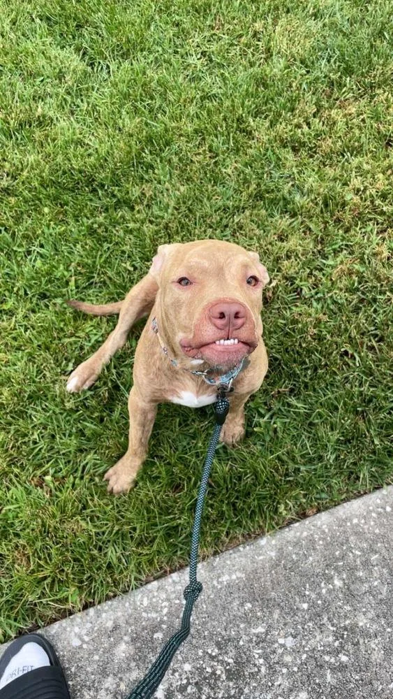 Conductor thumbnail 5