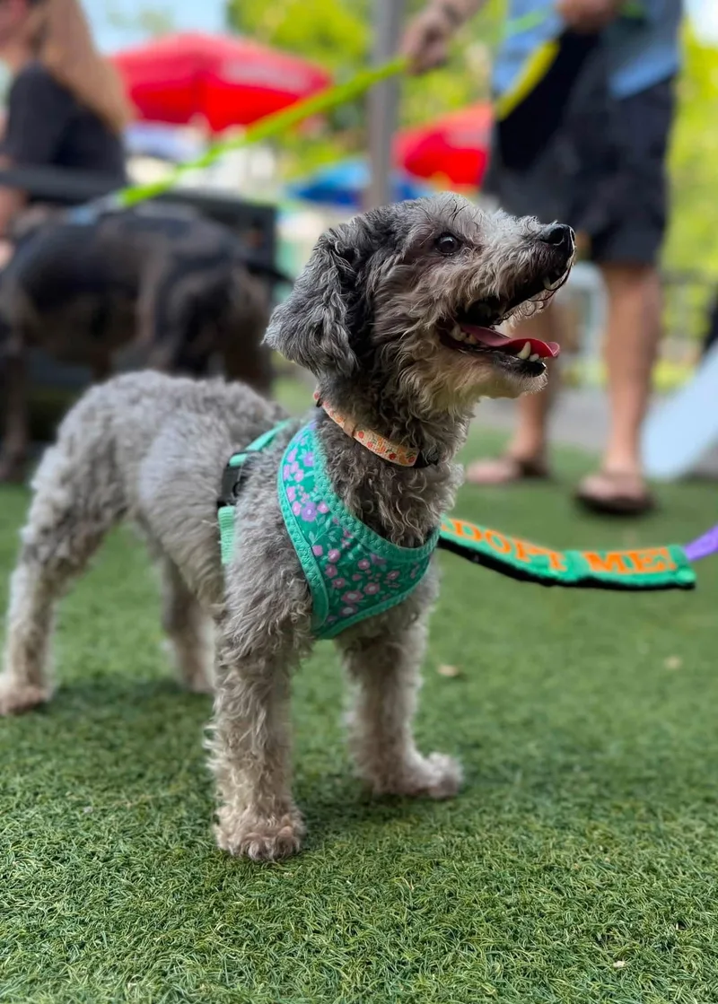A young medium-sized female Poodle dog named Lisa for adoption in Greenville, SC