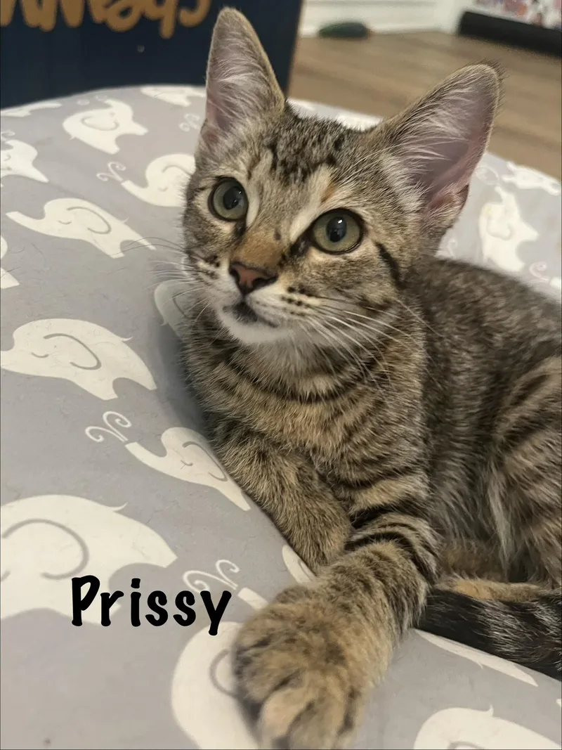 Prissy