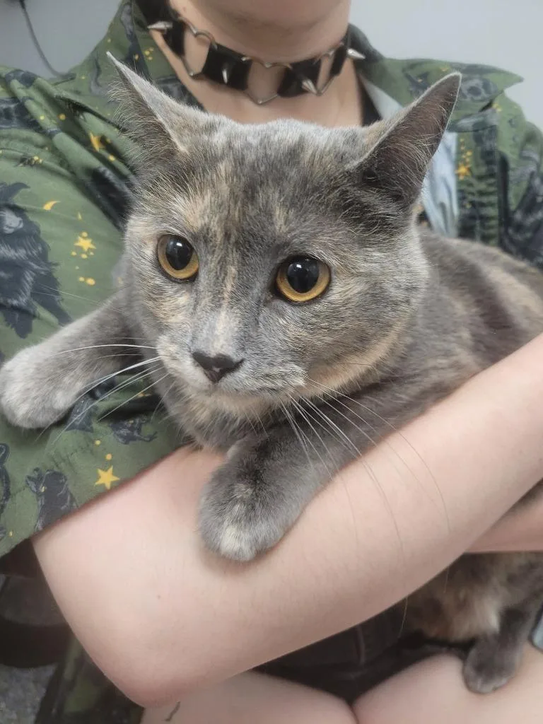 An adult small-sized female Domestic Short Hair cat named Leia for adoption in Angola, IN