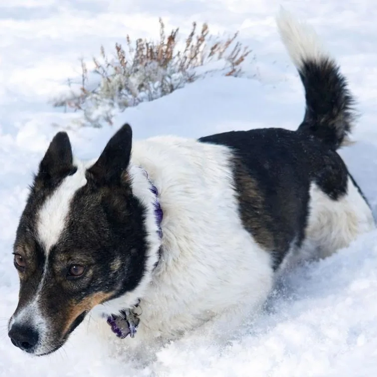 Isabelle thumbnail 2