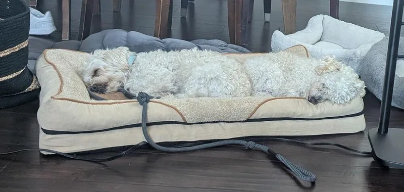 Coco