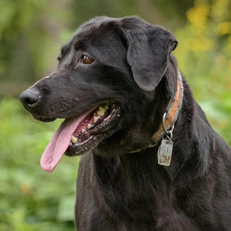 An adult large-sized female Black Labrador Retriever dog named Kendra for adoption in Lambertville, NJ