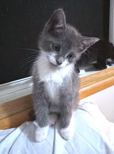 A baby medium-sized male Gray & White Domestic Short Hair cat named Sylvester for adoption in Rutherfordton, NC