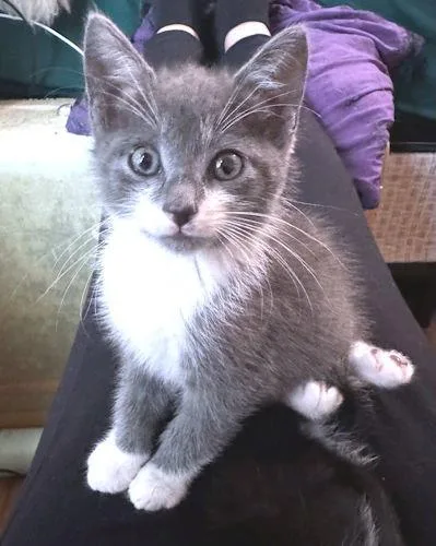 Sylvester thumbnail 2