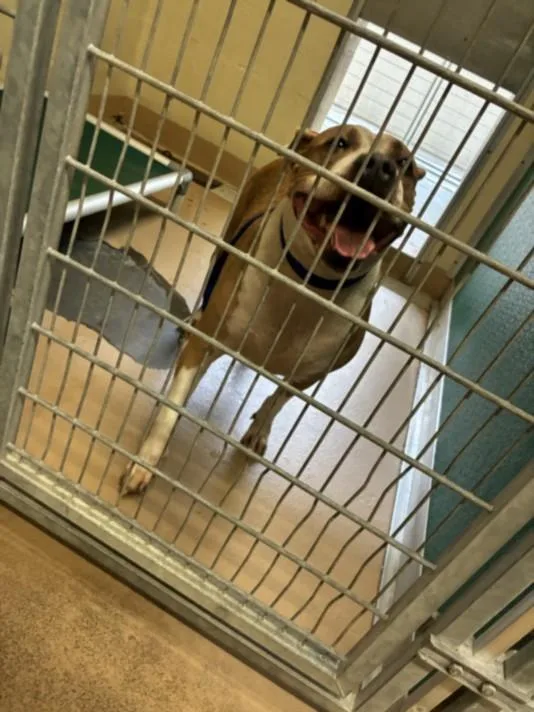 An adult large-sized female Boxer dog named Sarah for adoption in Texas City, TX