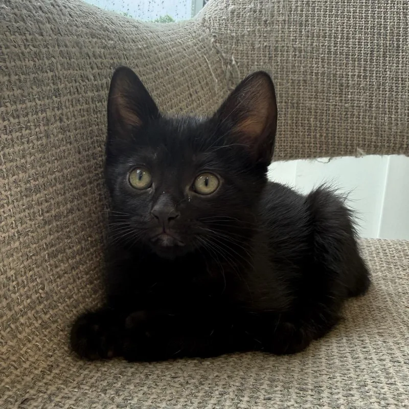 A baby small-sized female Domestic Short Hair cat named Lala for adoption in Wheeling, IL